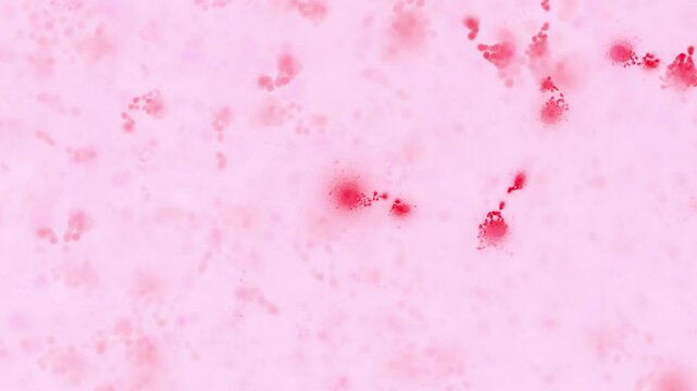 Organische blutrote Gewebestrukturen Nervenbahnen und K&ouml;rperzellen - Infektion, Immunsystem, Medizin, Wissenschaft, Viren & Bakterien in mikroskopischen Detailaufnahmen f&uuml;r Forschung & Biotechnologie
