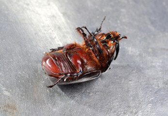 Big brown  the rhinoceros beetle (Oryctes nasicornis) close-up. This exceptional insect, a symbol...