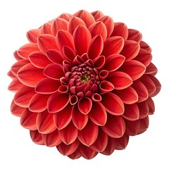 Close-up of red dahlia illustration botanical flower without stem, top view isolated 3d on white background.