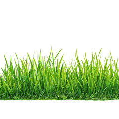 Obraz premium Fresh green grass blades with water droplets isolated on transparent background