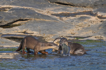 Smooth-coated otter is a freshwater otter species from regions of South and Southwest Asia. It has...
