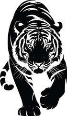 Black tiger walking forward white animal