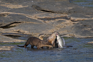 Smooth-coated otter is a freshwater otter species from regions of South and Southwest Asia. It has...