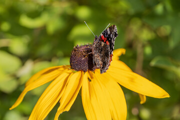 Butterfly Peacock Eye sits on a yellow rudbeckia flower