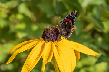 Butterfly Peacock Eye sits on a yellow rudbeckia flower