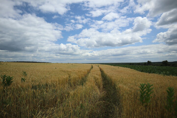 A roadway from a vehicle through a wheat field.