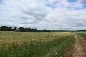 A path between a field of young wheat and soybeans.
