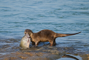 Smooth-coated otter is a freshwater otter species from regions of South and Southwest Asia. It has...