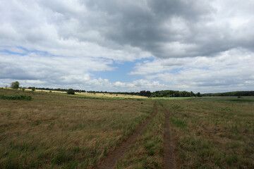 Gloomy path to a wheat field in cloudy summer weather.