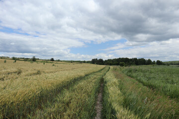A wide track path between a wheat field and tall grass, with a small pine forest on the horizon.