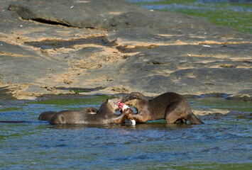 Smooth-coated otter is a freshwater otter species from regions of South and Southwest Asia. It has...
