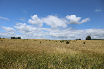 Golden wheat ears flutter by wind in the field on a bright summer day.
