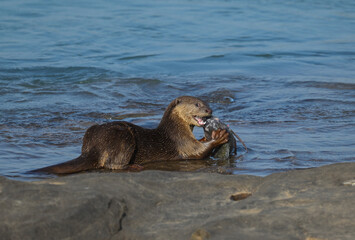 Smooth-coated otter is a freshwater otter species from regions of South and Southwest Asia. It has...