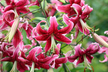 Pink lily flowers in close up