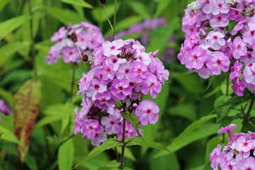 Pink phlox flower spike in close up