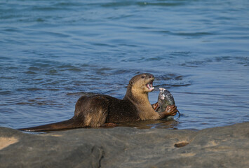 Smooth-coated otter is a freshwater otter species from regions of South and Southwest Asia. It has...