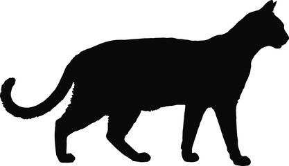 Black cat silhouette walking feline animal