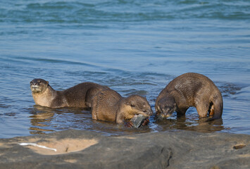 Smooth-coated otter is a freshwater otter species from regions of South and Southwest Asia. It has...
