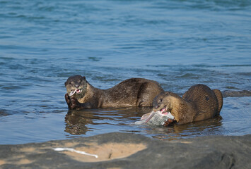 Smooth-coated otter is a freshwater otter species from regions of South and Southwest Asia. It has...