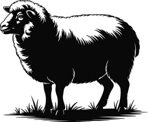 Black sheep standing in grass white animal