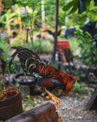 Beautiful colorful rooster cock chicken bird in green farm with shelters in Philippines