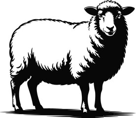 Fluffy sheep standing white background wool animal