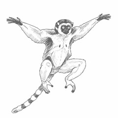 Coquerel’s Sifaka – Propithecus coquerel. A curious lemur sketch hanging playfully on a branch, with detailed fur and expressive eyes. The drawing is set against a white background, ideal for wildlife © Andromax Studio