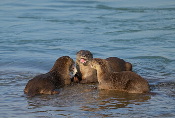 Smooth-coated otter is a freshwater otter species from regions of South and Southwest Asia. It has...