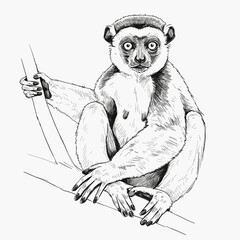 Coquerel’s Sifaka – Propithecus coquerel. A curious lemur sketch hanging playfully on a branch, with detailed fur and expressive eyes. The drawing is set against a white background, ideal for wildlife © Andromax Studio