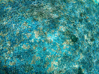 Surreal and hypnotic top view shot of colorful Coral Reefs in Shallow Waters in Pamilacan Island, Panglao, Bohol, Philippines