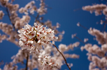 Pink Cherry Blossom against blue sky