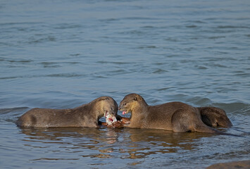 Smooth-coated otter is a freshwater otter species from regions of South and Southwest Asia. It has...