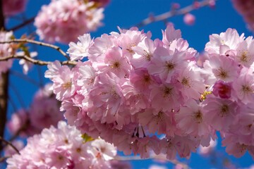cherry blossom in spring