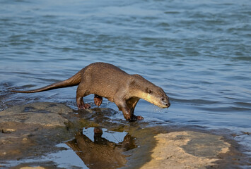 Smooth-coated otter is a freshwater otter species from regions of South and Southwest Asia. It has...