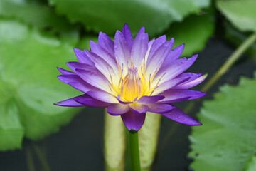 Close-up of a blooming lotus flower with green leaves