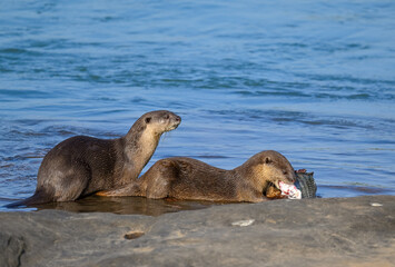 Smooth-coated otter is a freshwater otter species from regions of South and Southwest Asia. It has...