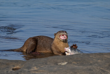 Smooth-coated otter is a freshwater otter species from regions of South and Southwest Asia. It has...