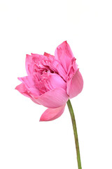 Close-up of a blooming lotus flower with green leaves on a white  background