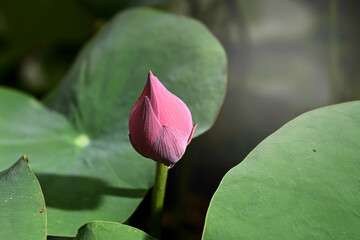 Close-up of a lotus flower bud with green leaves on a dark background
