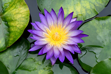 Close-up of a blooming lotus flower with green leaves