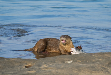 Smooth-coated otter is a freshwater otter species from regions of South and Southwest Asia. It has...