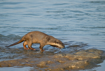 Smooth-coated otter is a freshwater otter species from regions of South and Southwest Asia. It has...