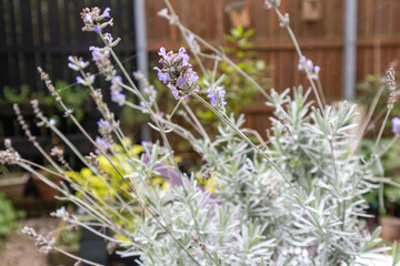 Wild flowers