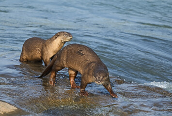 Smooth-coated otter is a freshwater otter species from regions of South and Southwest Asia. It has...