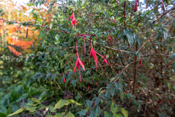 red and yellow leaves