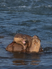 Smooth-coated otter is a freshwater otter species from regions of South and Southwest Asia. It has been ranked as "vulnerable" on the IUCN Red List.