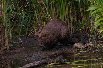 A beaver enjoying himself