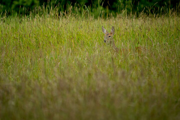 Hidden deer  but not so hidden