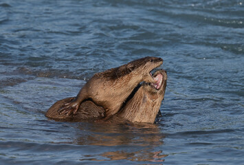 Smooth-coated otter is a freshwater otter species from regions of South and Southwest Asia. It has been ranked as "vulnerable" on the IUCN Red List.
