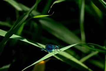 insects on a green leaf